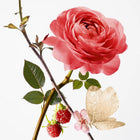 Rose Pompon Hand Balm
