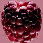 Rose Pompon