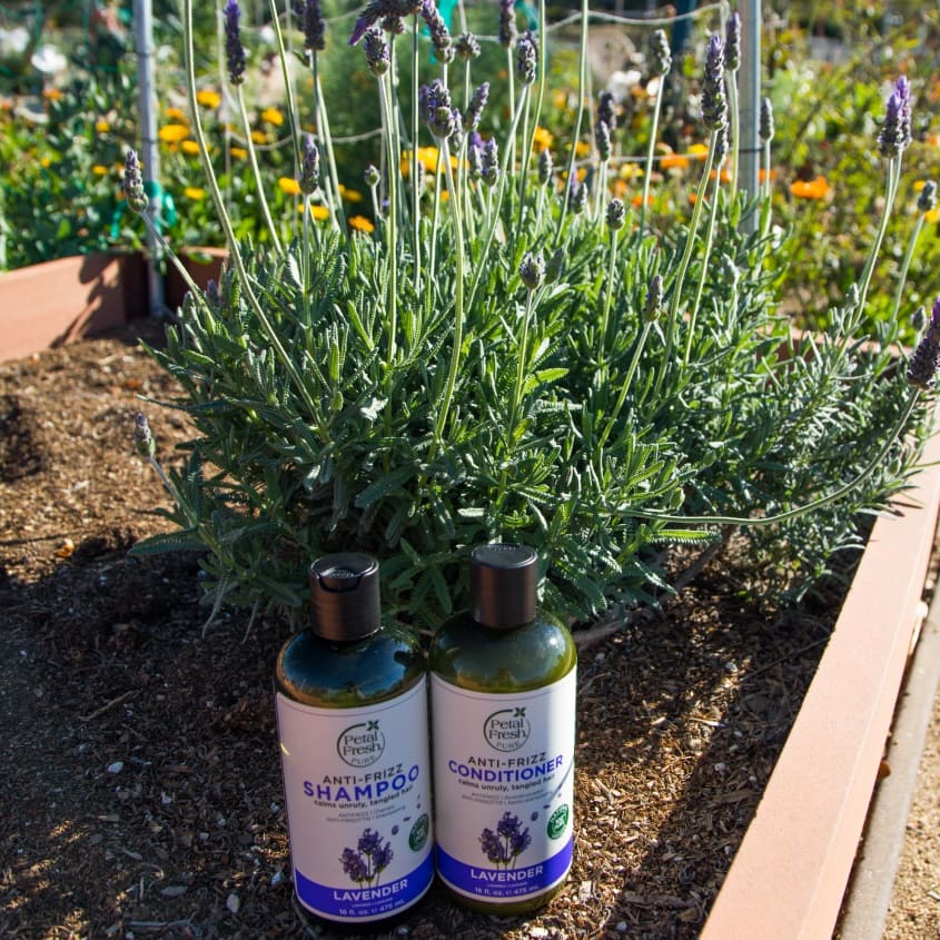 PETAL FRESH LAVENDER CONDITIONER 473 ML – free delivery
